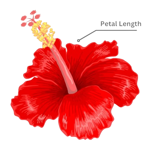 Petal Length