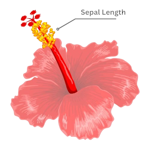 Sepal Length